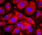 WFDC2 Antibody in Immunocytochemistry (ICC/IF)