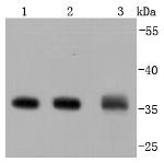 Annexin V Antibody in Western Blot (WB)