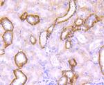 Jagged1 Antibody in Immunohistochemistry (Paraffin) (IHC (P))