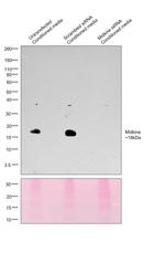 Midkine Antibody