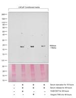 Midkine Antibody