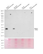 Midkine Antibody in Western Blot (WB)