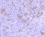 Midkine Antibody in Immunohistochemistry (Paraffin) (IHC (P))