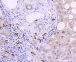 S100A9 Antibody in Immunohistochemistry (Paraffin) (IHC (P))