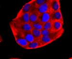 PDHA1 Antibody in Immunocytochemistry (ICC/IF)