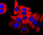 PDHA1 Antibody in Immunocytochemistry (ICC/IF)