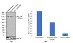 BCL11B Antibody in Western Blot (WB)