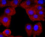 Neutrophil elastase Antibody in Immunocytochemistry (ICC/IF)