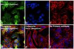 PGP9.5 Antibody in Immunocytochemistry (ICC/IF)