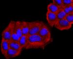 PGP9.5 Antibody in Immunocytochemistry (ICC/IF)