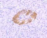 PGP9.5 Antibody in Immunohistochemistry (Paraffin) (IHC (P))