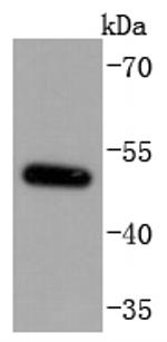 MiTF Antibody in Western Blot (WB)