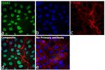 FOXA1 Antibody in Immunocytochemistry (ICC/IF)