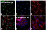 FOXA1 Antibody