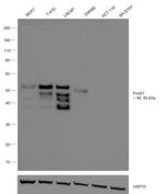 FOXA1 Antibody