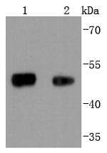 FOXA1 Antibody in Western Blot (WB)