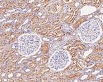 Thioredoxin 1 Antibody in Immunohistochemistry (Paraffin) (IHC (P))