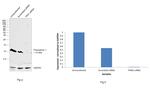 Thioredoxin 1 Antibody