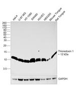 Thioredoxin 1 Antibody in Western Blot (WB)