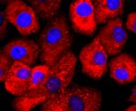 SERCA2 ATPase Antibody in Immunocytochemistry (ICC/IF)