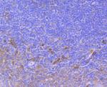 SERCA2 ATPase Antibody in Immunohistochemistry (Paraffin) (IHC (P))