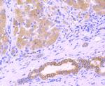 SERCA2 ATPase Antibody in Immunohistochemistry (Paraffin) (IHC (P))