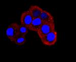 NUMB Antibody in Immunocytochemistry (ICC/IF)