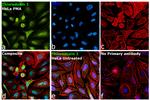 Thioredoxin 1 Antibody in Immunocytochemistry (ICC/IF)