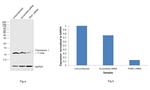 Thioredoxin 1 Antibody