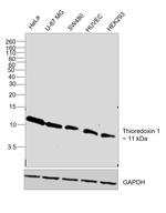 Thioredoxin 1 Antibody in Western Blot (WB)