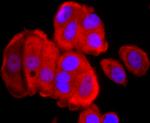 Thioredoxin 1 Antibody in Immunocytochemistry (ICC/IF)