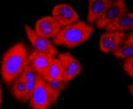 GC Antibody in Immunocytochemistry (ICC/IF)