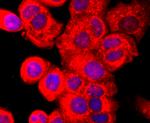 AHR Antibody in Immunocytochemistry (ICC/IF)