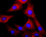 AHR Antibody in Immunocytochemistry (ICC/IF)