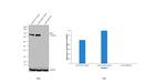 AHR Antibody in Western Blot (WB)