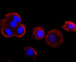 Myeloperoxidase Antibody in Immunocytochemistry (ICC/IF)