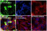 PGP9.5 Antibody in Immunocytochemistry (ICC/IF)