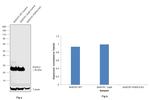 PGP9.5 Antibody in Western Blot (WB)