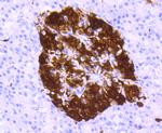 PGP9.5 Antibody in Immunohistochemistry (Paraffin) (IHC (P))