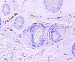 PGP9.5 Antibody in Immunohistochemistry (Paraffin) (IHC (P))