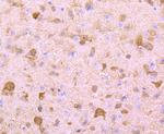 PGP9.5 Antibody in Immunohistochemistry (Paraffin) (IHC (P))