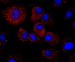 Haptoglobin Antibody in Immunocytochemistry (ICC/IF)