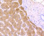 Haptoglobin Antibody in Immunohistochemistry (Paraffin) (IHC (P))