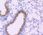 Haptoglobin Antibody in Immunohistochemistry (Paraffin) (IHC (P))