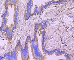 Ezrin Antibody in Immunohistochemistry (Paraffin) (IHC (P))