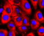 S1P1 Antibody in Immunocytochemistry (ICC/IF)