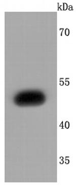 S1P1 Antibody in Western Blot (WB)