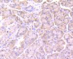 Cyclophilin A Antibody in Immunohistochemistry (Paraffin) (IHC (P))