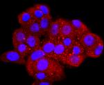 Aquaporin 1 Antibody in Immunocytochemistry (ICC/IF)