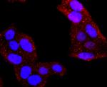 Aquaporin 1 Antibody in Immunocytochemistry (ICC/IF)